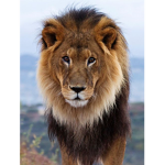 Lion's Designs 🦁