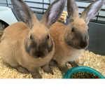 Cute Bunny’s Club