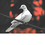 ~Doves~