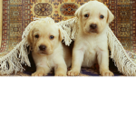theh dogs