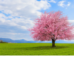 SAKURA TREE CLUB