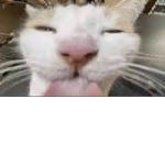 Memp1sCult