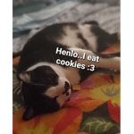 CookiesAreYummy
