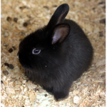 Bunny_Black1231 YouTube