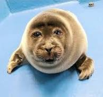 A Seal Society