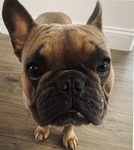 Cash Da Dog