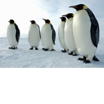THE KING PEGUINS