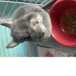 Clover the bunny
