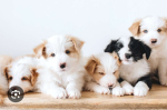~-puppy fans-~