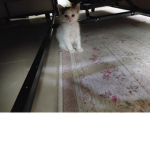 Cats grob