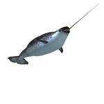 The Narwhals Club!