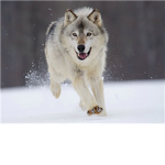 Lovely wolf group