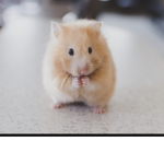 Hamster_cult