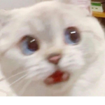지후의 즐겜 방송 그룹