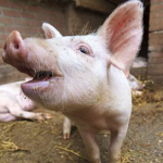 The Napoleonic Hogs
