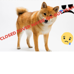 THE BROKEN DOGGO