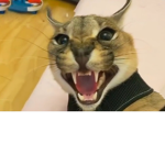 Cat fan group X