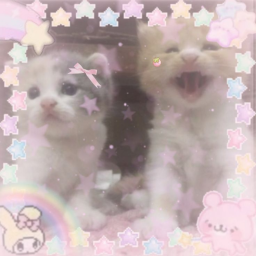 ⋆ ˚｡⋆୨୧˚ じ・ヮ・ゞ 🐾. .go kitty go kitty  .ᐟ ⸝⸝ ꒱ ‿︵