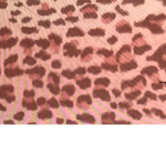 Leopard shirts and pants