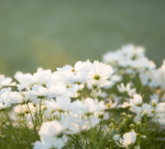 PARANOID FLOWERS