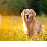 Rblx.doggy