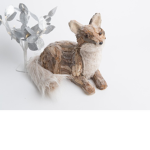 Snow fox’s