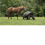 Worlds best turtle clan