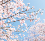 ~Blossom Hangout~ <3