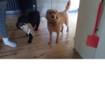 The hamster cat and dog group