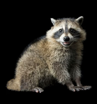 Raccoon club.