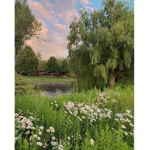 *daisy gardens*