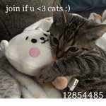 iIuvcats