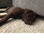 Dogs fur life