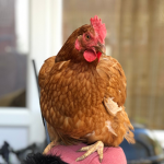 The Kingdom Of Chickens
