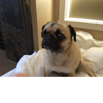 ThePugWinners