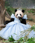 Powerful pandas academy