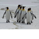 The penguins peeps