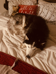 Koda the husky group