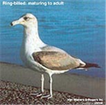 frenchfry eating seagulls