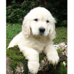 Puppi parti