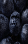 wraith' emotes Group Thumbnail