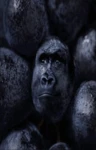wraith' emotes Group Thumbnail