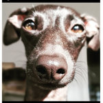 Iggy the dog