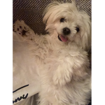 Hi dogs
