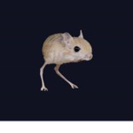 Roingus fanbase