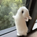 pawsie,