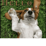 my name is doggy:)