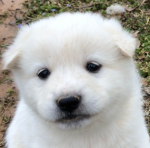 puppy fart