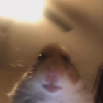 Hamster Community group