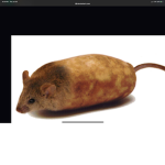 RAT POTATO GANG.